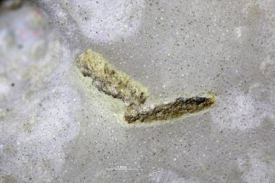 <i>Rogerella</i><br />Moe,  m, 