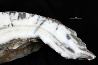 <i></i><br />Hosholm shore,  m, Pirgu Stage