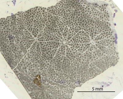 https://files.geocollections.info/large/c9/f9/c9f927f2-8439-442c-a755-b6c87c845978.jpg