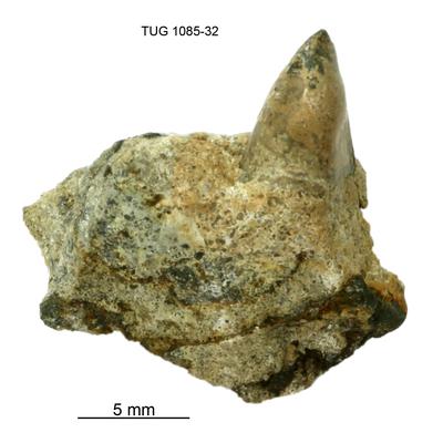 https://files.geocollections.info/large/c9/fe/c9fe50a0-6684-4bcd-ac08-0cf9a47fa67a.jpg