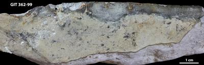 <i>Trypanites isp.</i><br />Saxby shore,  m, Vormsi Stage