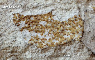 https://files.geocollections.info/large/ca/62/ca620c19-45cc-4581-a936-1d25aef828f4.jpg