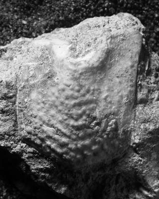 https://files.geocollections.info/large/ca/76/ca76dbe8-a3f7-412a-bfe8-770900841df7.jpg