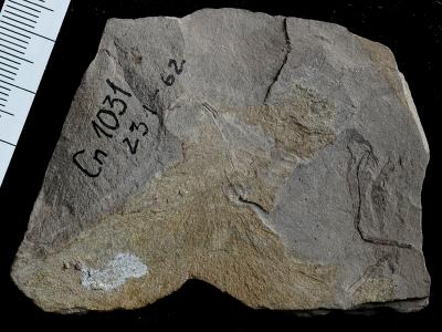 https://files.geocollections.info/large/ca/a6/caa61159-b50c-4ec1-91a8-903b078f4563.jpg
