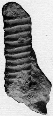 https://files.geocollections.info/large/ca/c7/cac7b42c-9e50-4048-a2b0-864f8f089a03.jpg