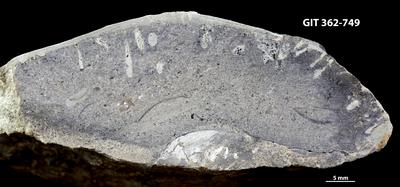 <i></i><br />Ohesaare cliff,  m, Ohesaare Stage