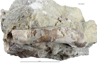 https://files.geocollections.info/large/ca/e4/cae4be95-28fb-4a2c-898c-f70d8a660768.jpg