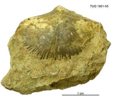 https://files.geocollections.info/large/ca/ee/caee6ca4-7f7e-4631-a01e-f88f8772fc4d.jpg