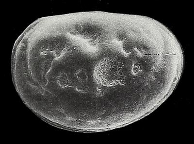 https://files.geocollections.info/large/ca/ee/caeed36c-8fb9-4218-9177-c021430f4c27.jpg