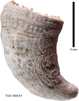 https://files.geocollections.info/large/cb/27/cb27fae9-62d1-42dc-95cf-f668dcb52838.jpg