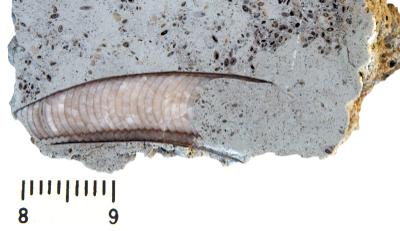 https://files.geocollections.info/large/cb/39/cb394214-72cf-46f4-bc0c-518c618ae1f0.jpg