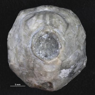 https://files.geocollections.info/large/cb/44/cb445f1b-d445-4ddd-a6c4-6dd30d0046de.jpg