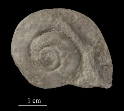 https://files.geocollections.info/large/cb/54/cb54a591-f3b1-474a-87be-e3e7de0870a3.jpg