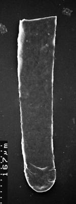 <i><i>Chitinozoa</i></i><br />,  m,  (1532-91)