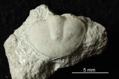 https://files.geocollections.info/large/cb/86/cb8690f9-1db2-4498-9f9d-8e3956fe3488.jpg
