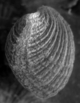 https://files.geocollections.info/large/cb/91/cb91ecb8-adb0-4d68-8aa1-7382722f4c6c.jpg
