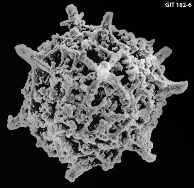 https://files.geocollections.info/large/cb/96/cb96b221-41b4-4298-936b-32da49cb1718.jpg