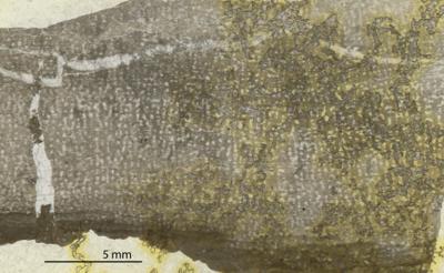 https://files.geocollections.info/large/cb/aa/cbaaa0c5-45cc-4e18-b257-c85f04e35cce.jpg