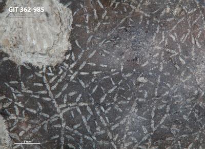 <i></i><br />Ohesaare cliff,  m, Ohesaare Stage