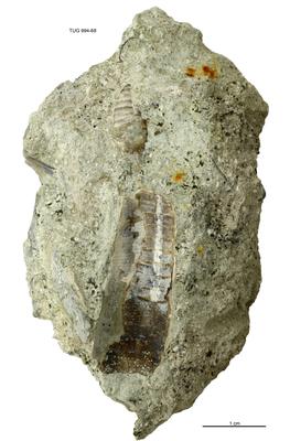 https://files.geocollections.info/large/cb/be/cbbedaeb-57ab-4e44-a812-4fdcc845d03f.jpg