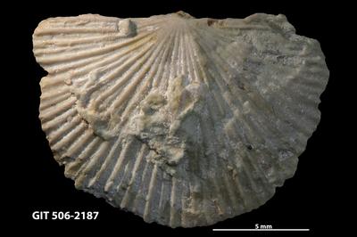 https://files.geocollections.info/large/cb/c7/cbc7b977-ebe4-4968-8938-10e2fa5c63c2.jpg