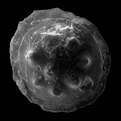 https://files.geocollections.info/large/cb/d2/cbd2dab8-88ea-4404-9ad1-84da26632b5d.jpg