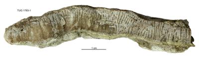 https://files.geocollections.info/large/cb/e7/cbe70bfd-38d7-407f-abc6-590c8b8672f2.jpg