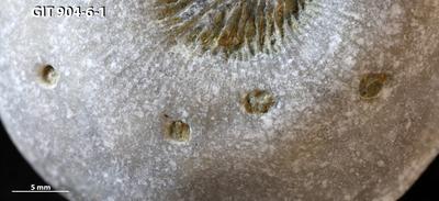 <i></i><br />Rööpli Cliff, Kõinastu,  m, Adavere Stage