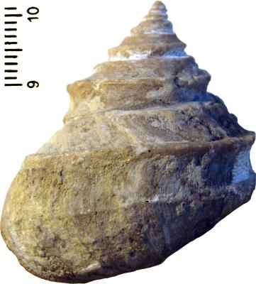 https://files.geocollections.info/large/cc/0d/cc0d1edc-3b2d-4b62-96e9-44de62d6c7c8.jpg