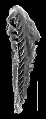 <i>Tetraprion sp. A Hints et al., 2006</i><br />Paatsalu 527 borehole, 97.60 m, Llandovery