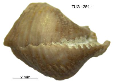 https://files.geocollections.info/large/cc/46/cc469ac9-e49a-4784-89c0-eed16b989a32.jpg