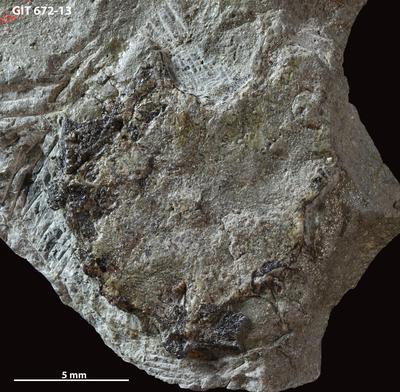 https://files.geocollections.info/large/cc/4d/cc4d109f-fb50-4542-9700-9a404b0ef6ab.jpg