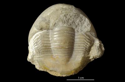 https://files.geocollections.info/large/cc/54/cc54eca0-30a8-4fc7-a4fd-aff88c53601c.jpg