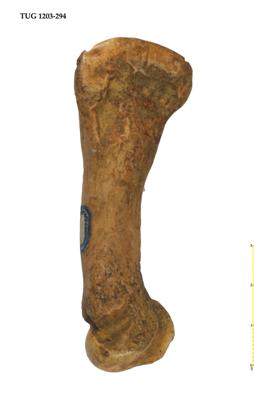 https://files.geocollections.info/large/cc/70/cc70241e-40f5-4f7c-9aaa-7e9442f2ed07.jpg