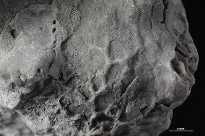 https://files.geocollections.info/large/cc/71/cc715d79-eec7-4475-9367-f5f143857103.jpg