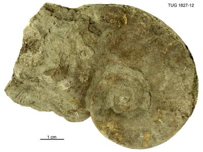 https://files.geocollections.info/large/cc/c8/ccc8349b-5a20-4523-a6b0-2340e3f92a25.jpg