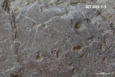 <i>Trypanites isp.</i><br />Saxby shore,  m, Vormsi Stage