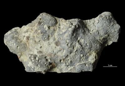 <i></i><br />Päärdu outcrop,  m, Adavere Stage