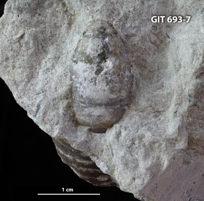 https://files.geocollections.info/large/cd/02/cd02e8d1-c620-4209-a265-639271cd1166.jpg