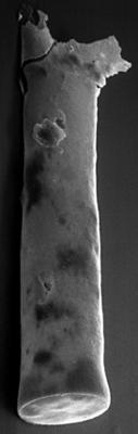 <i><i>Chitinozoa</i> | Conochitina sp. 4  Nestor, 1984</i><br />Sõru 400 borehole, 37.30 m, Adavere Stage (223-13)