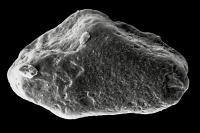 https://files.geocollections.info/large/cd/27/cd27d904-ef81-491c-8a9e-71b45834ab98.jpg