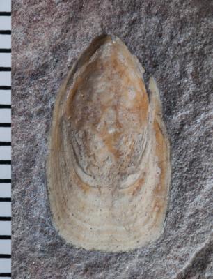 https://files.geocollections.info/large/cd/64/cd648b04-cc6f-484d-8e8e-1d65359065fe.jpg