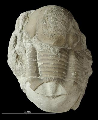 https://files.geocollections.info/large/cd/9d/cd9d6278-2d09-4fe4-92f0-89d297c9ba40.jpg