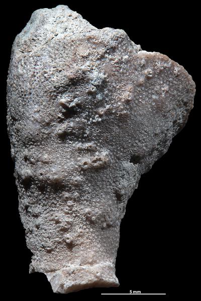 https://files.geocollections.info/large/cd/aa/cdaad277-880f-4bae-a81c-de3ca86f48d6.jpg