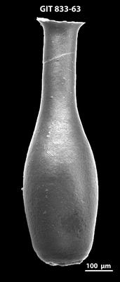 <i><i>Lagenochitina megaesthonica</i></i><br />Kaugatuma 509 borehole,  m, Kunda Stage (833-63)