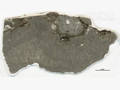 https://files.geocollections.info/large/cd/c6/cdc65178-6fe3-43d1-a180-25a254c8ce26.jpg