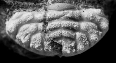 https://files.geocollections.info/large/cd/d4/cdd4f16e-4730-4841-b71a-410778c2ccbb.jpg