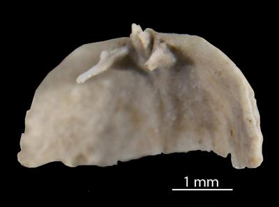 https://files.geocollections.info/large/ce/08/ce0835a0-a17c-4685-958b-2e7c2b630140.jpg