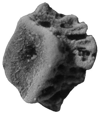 https://files.geocollections.info/large/ce/10/ce1002d3-810b-43cd-b9fc-d51fdd45a422.jpg