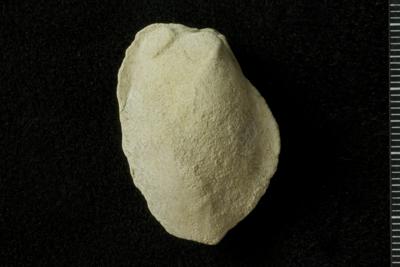 https://files.geocollections.info/large/ce/68/ce685c9d-6f1f-4363-b69a-1679d0dff628.jpg